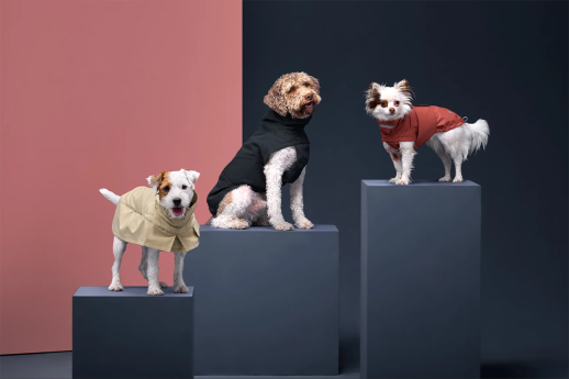 Аксесоари, от които вашият домашен любимец наистина има нужда