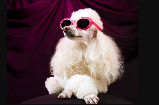 Как да снимаме домашните си любимци – практически съвети